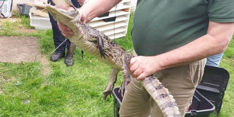 Police seize caiman during drugs and weapons raid