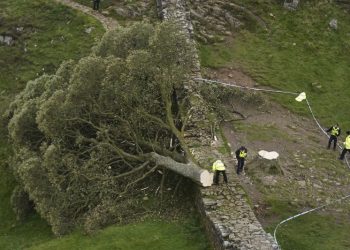 Sycamore Gap: Two men convicted of felling one of UK’s most famous trees